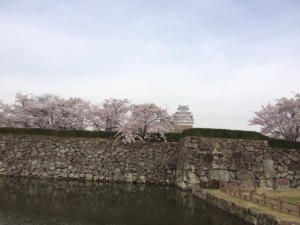 姫路城と桜11